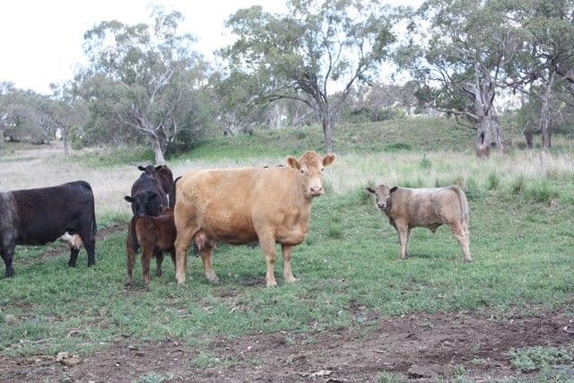 677 Millbrook-Back Plains Road, BACK PLAINS QLD 4361, Back Plains - Thumbnail 2