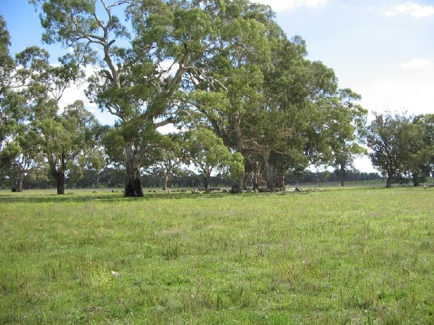 3 Kingston Road, MUNDULLA SA 5270, Mundulla - Thumbnail 6