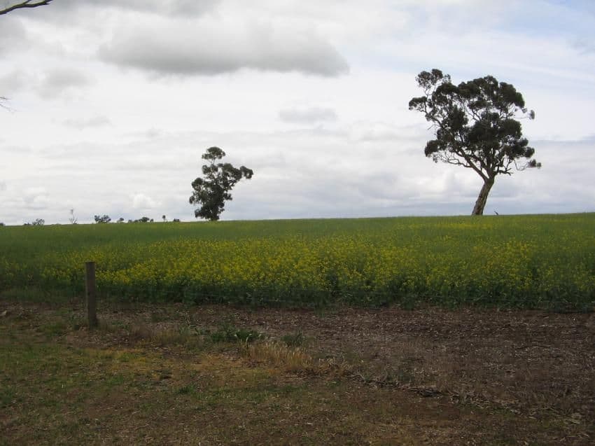 . Dukes Highway, BORDERTOWN SA 5268, Bordertown - Image 1