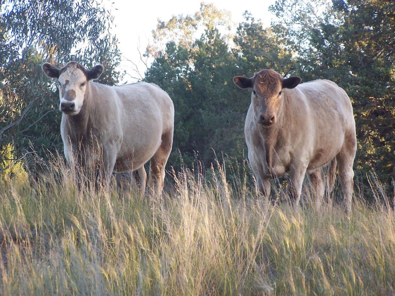 "Kames" 247 Research Station Road*, TEMORA NSW 2666, Temora - Thumbnail 4