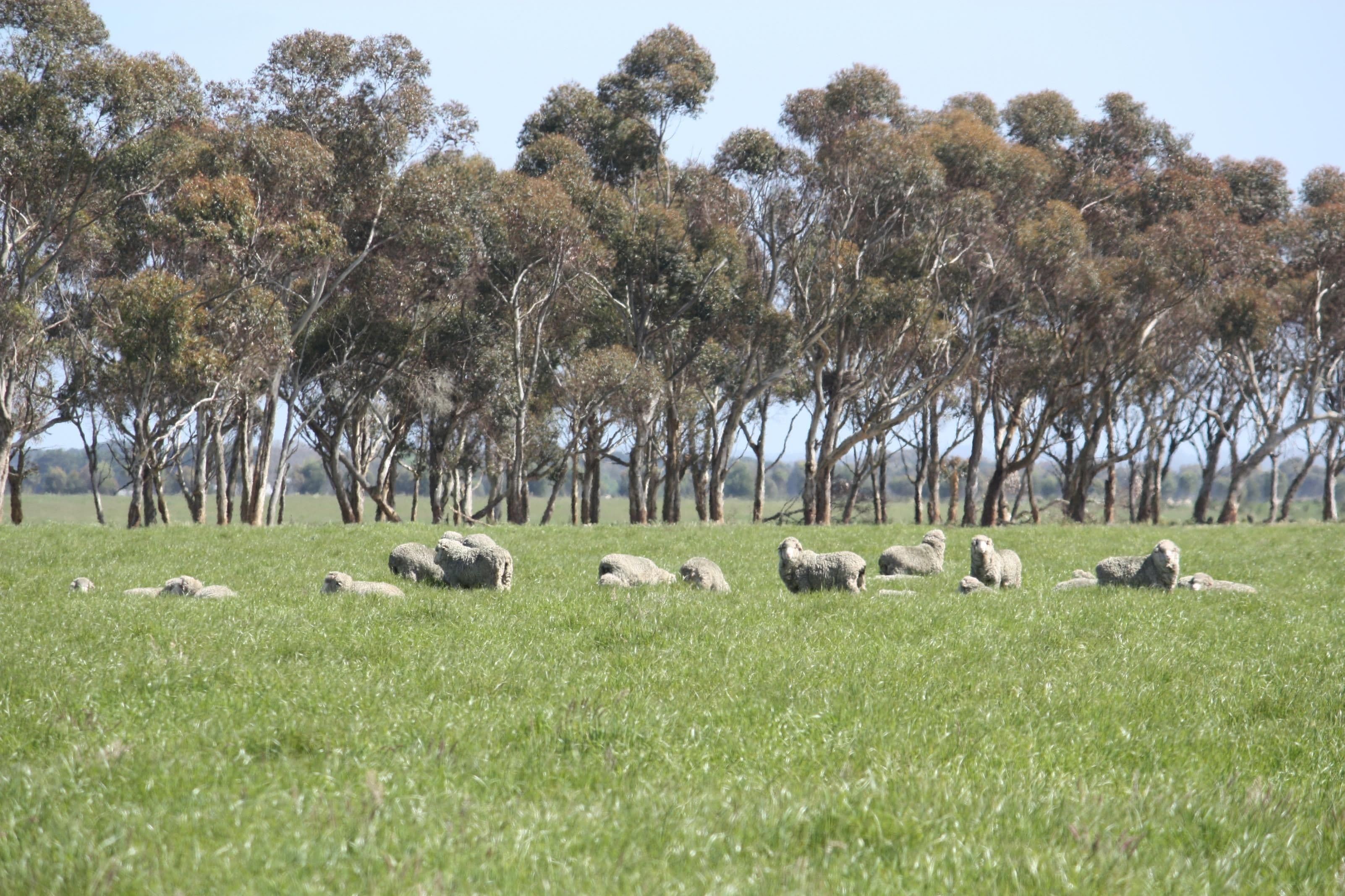 370 Narong Lane, HEXHAM VIC 3273, Hexham - Thumbnail 2