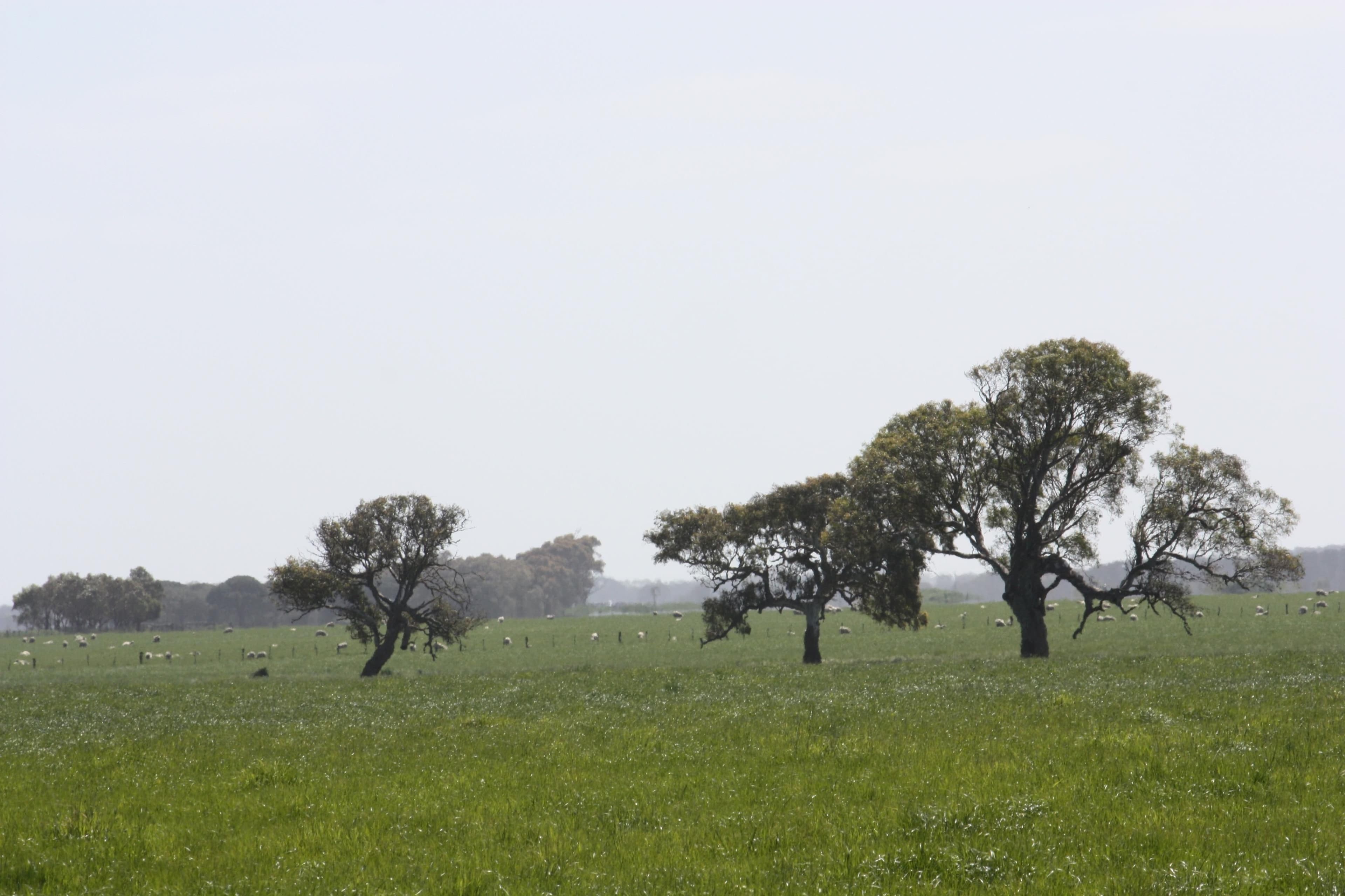 370 Narong Lane, HEXHAM VIC 3273, Hexham - Thumbnail 8