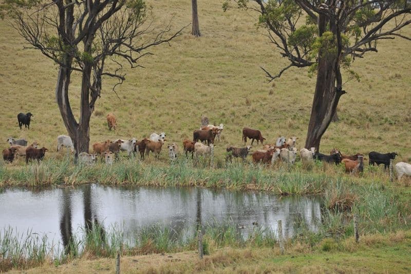 CANUNGRA QLD 4275, Canungra - Thumbnail 4