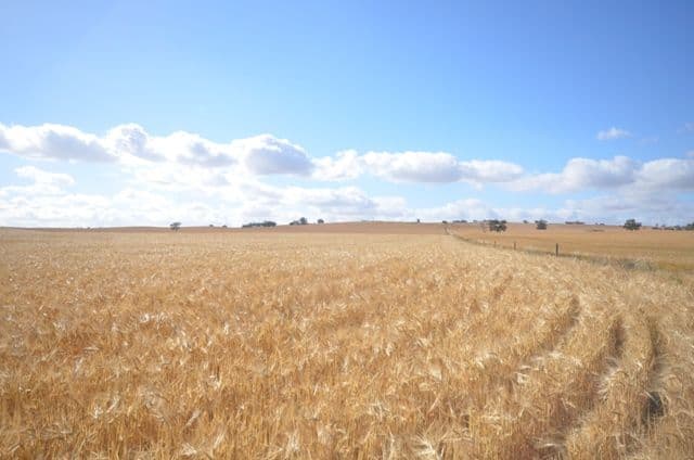 Various Lots Booleroo Centre and, MURRAY TOWN SA 5481, Murray Town - Image 1