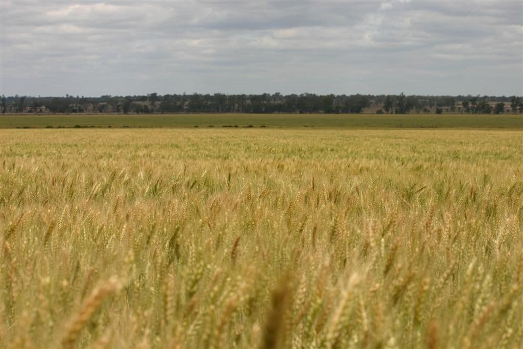 DALBY QLD 4405, Dalby - Image 1