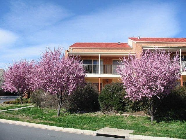 44/12 Albermarle Place, PHILLIP ACT 2606, Phillip - Image 1