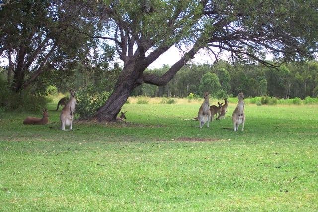 WHITE PATCH QLD 4507, White Patch - Thumbnail 4