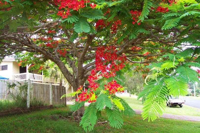 6 Red Street, POMONA QLD 4568, Pomona - Thumbnail 2