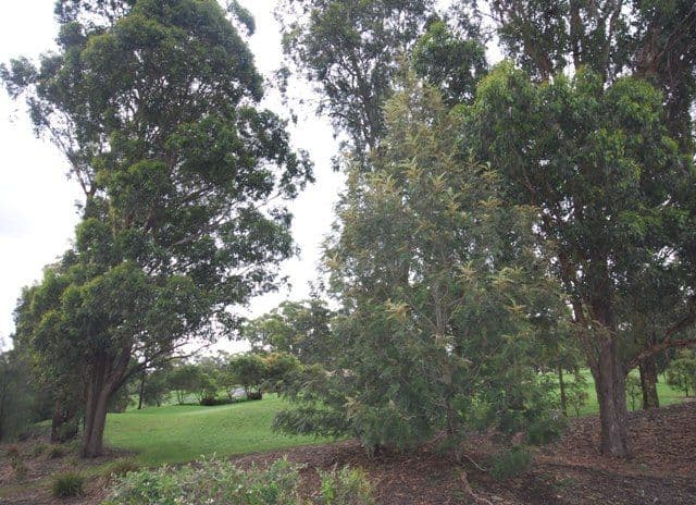 2 SIMPSON Street, GREYSTANES NSW 2145, Greystanes - Thumbnail 5