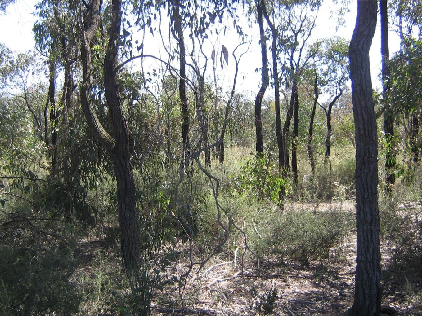 156 Whipstick Road, EAGLEHAWK VIC 3556, Eaglehawk - Thumbnail 5