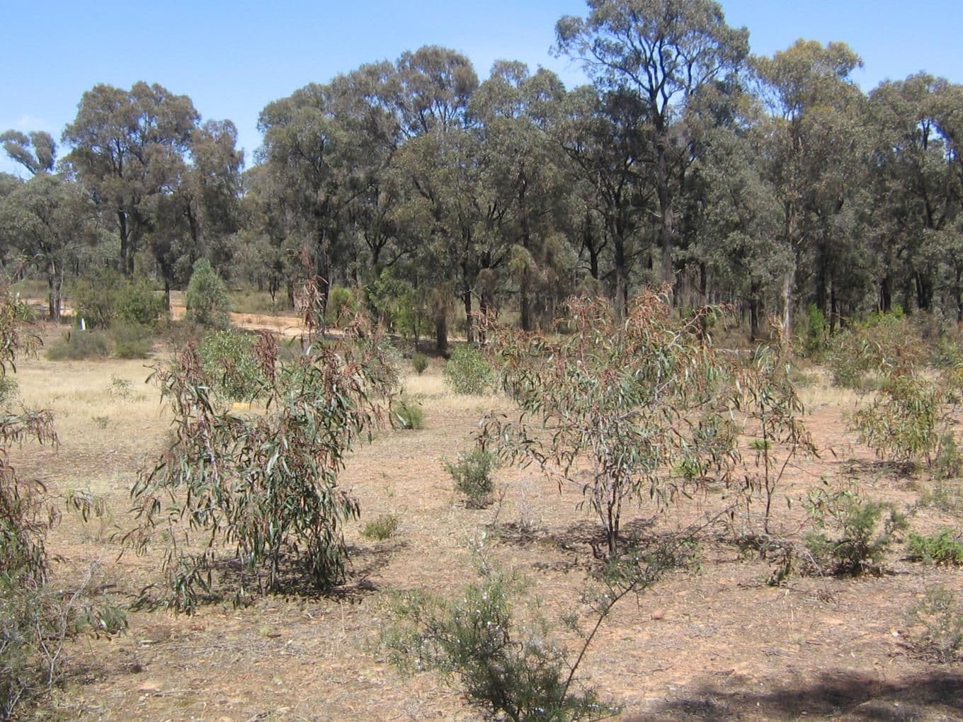 156 Whipstick Road, EAGLEHAWK VIC 3556, Eaglehawk - Thumbnail 4