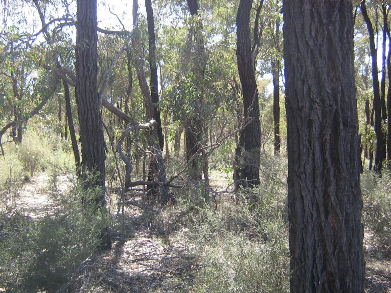 156 Whipstick Road, EAGLEHAWK VIC 3556, Eaglehawk - Thumbnail 6