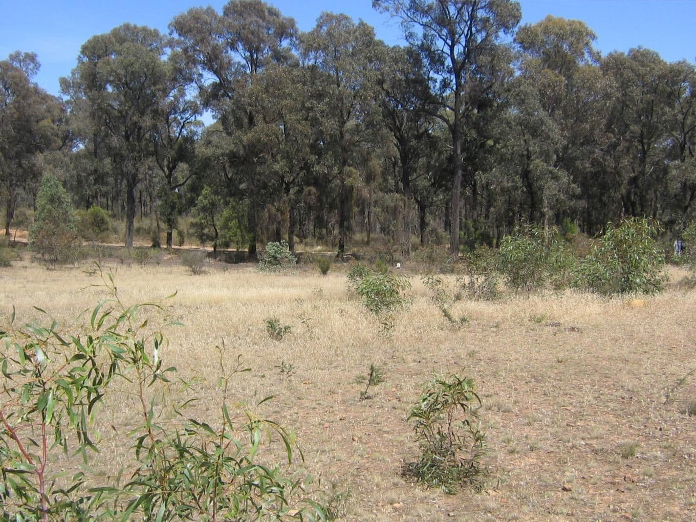 156 Whipstick Road, EAGLEHAWK VIC 3556, Eaglehawk - Thumbnail 3