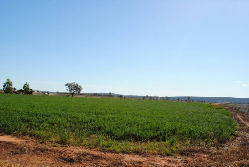 Farm 1615 Gribble Road, YENDA NSW 2681, Yenda - Thumbnail 7