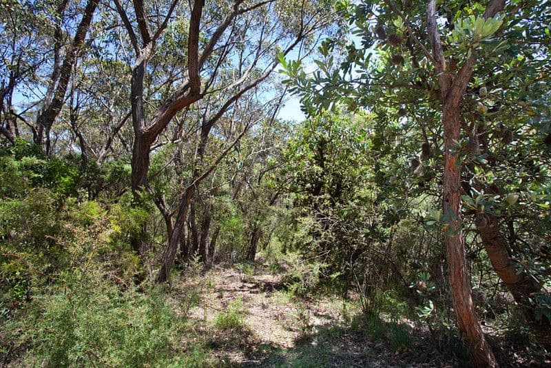 43 Delmonte Avenue, MEDLOW BATH NSW 2780, Medlow Bath - Thumbnail 3