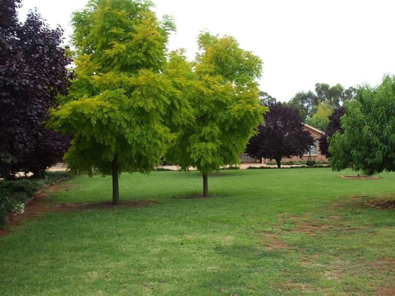 12 Colony Crescent, DUBBO NSW 2830, Dubbo - Thumbnail 8