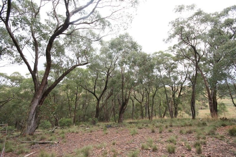 260 The Meadows Road, OBERON NSW 2787, Oberon - Thumbnail 4