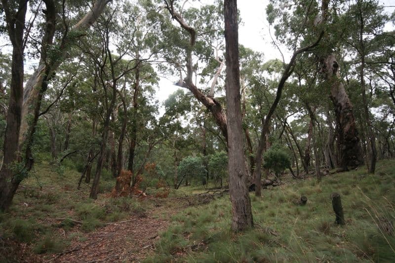 260 The Meadows Road, OBERON NSW 2787, Oberon - Thumbnail 5