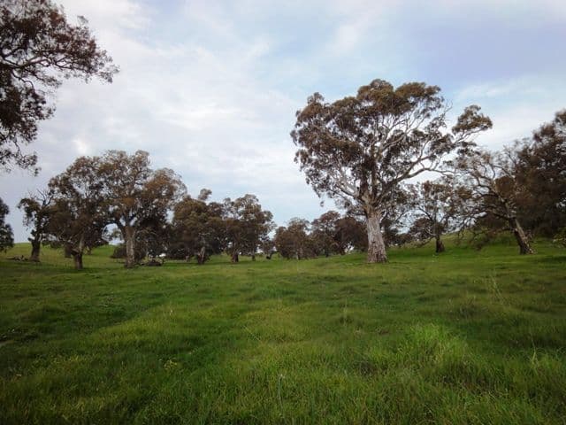 ANGASTON SA 5353, Angaston - Thumbnail 5