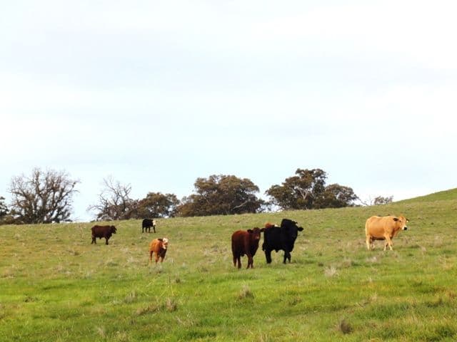 ANGASTON SA 5353, Angaston - Thumbnail 7