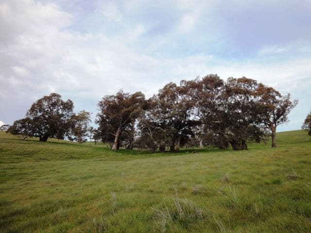 ANGASTON SA 5353, Angaston - Thumbnail 4