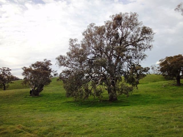 ANGASTON SA 5353, Angaston - Thumbnail 8