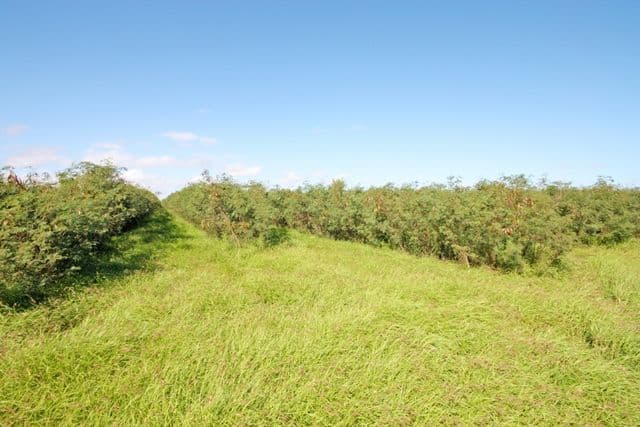MUNDUBBERA QLD 4626, Mundubbera - Image 1