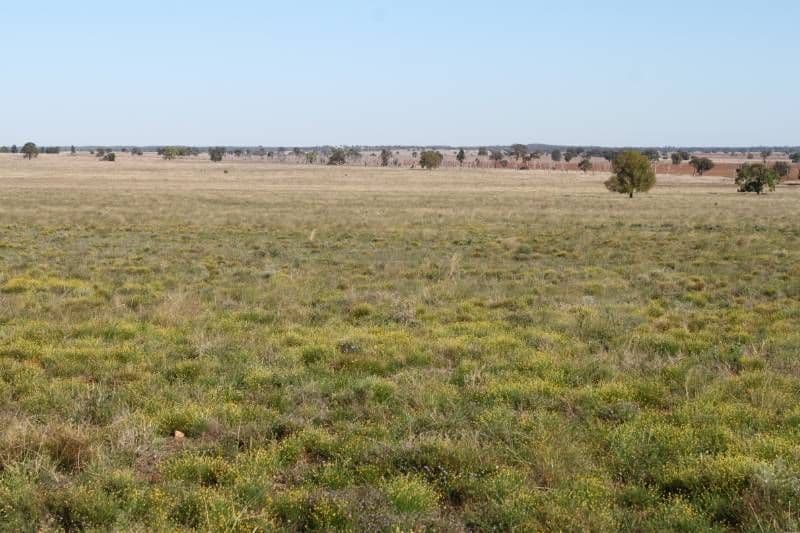 TRUNDLE NSW 2875, Trundle - Image 1