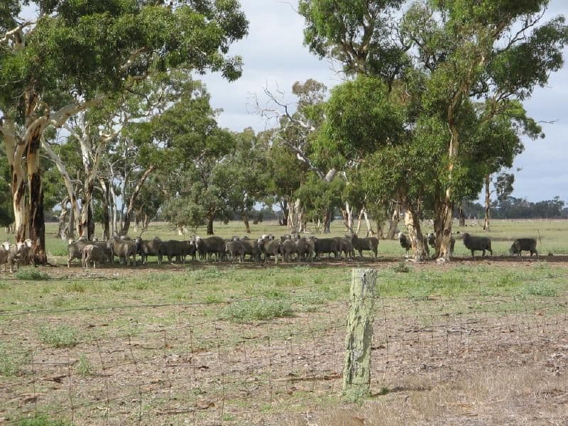 Lot 21 Hutchison Road, BORDERTOWN SA 5268, Bordertown - Thumbnail 2