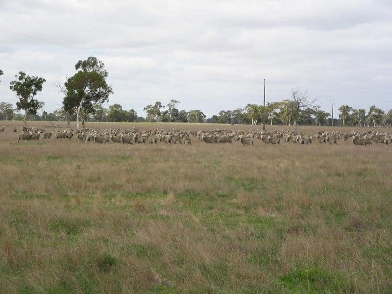 Lot 21 Hutchison Road, BORDERTOWN SA 5268, Bordertown - Thumbnail 6