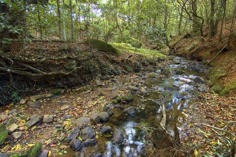 669 Jamberoo Mountain Road, JAMBEROO NSW 2533, Jamberoo - Thumbnail 7