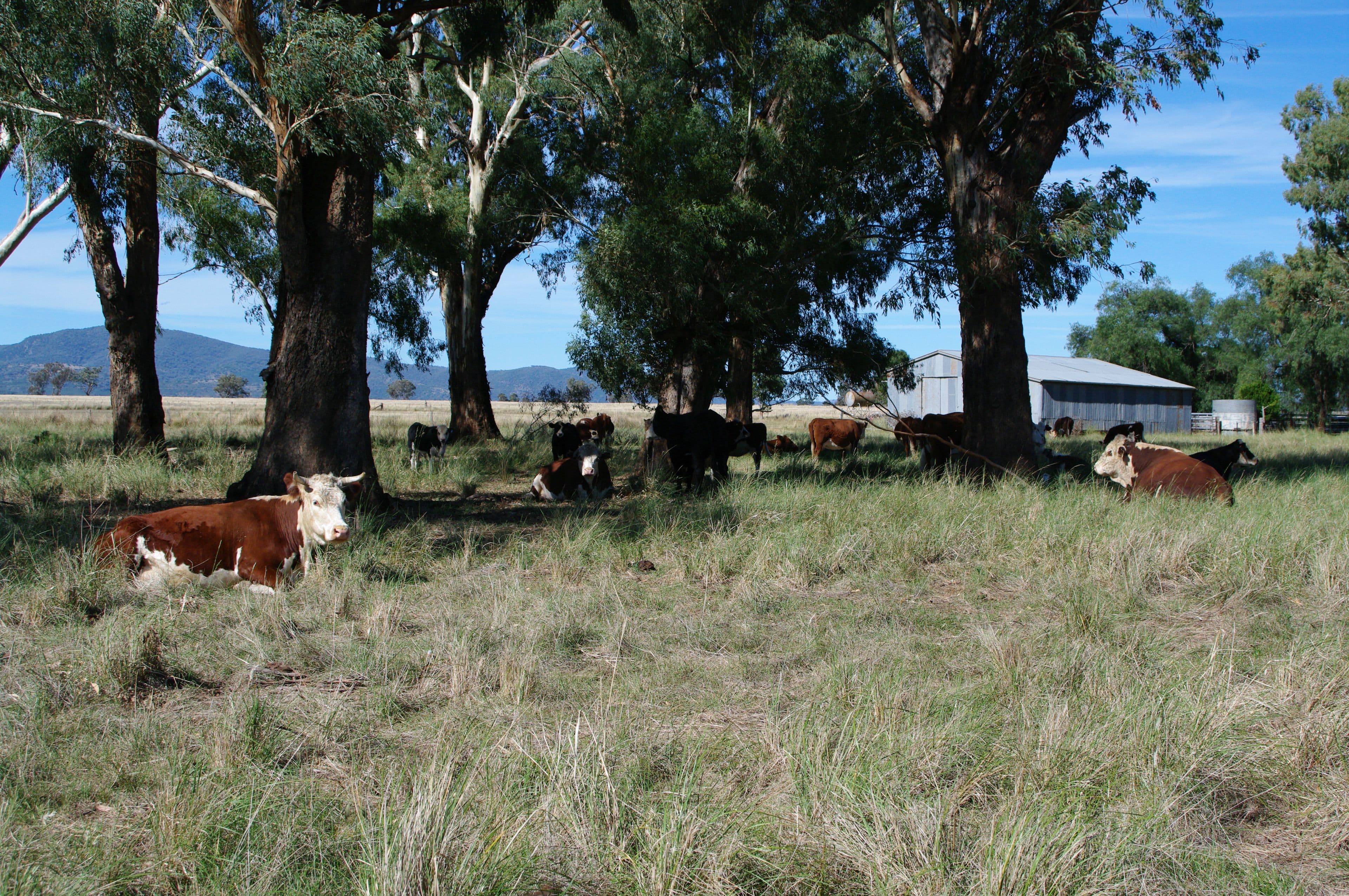 247 Gidley Appleby Road, TAMWORTH NSW 2340, Tamworth - Thumbnail 5