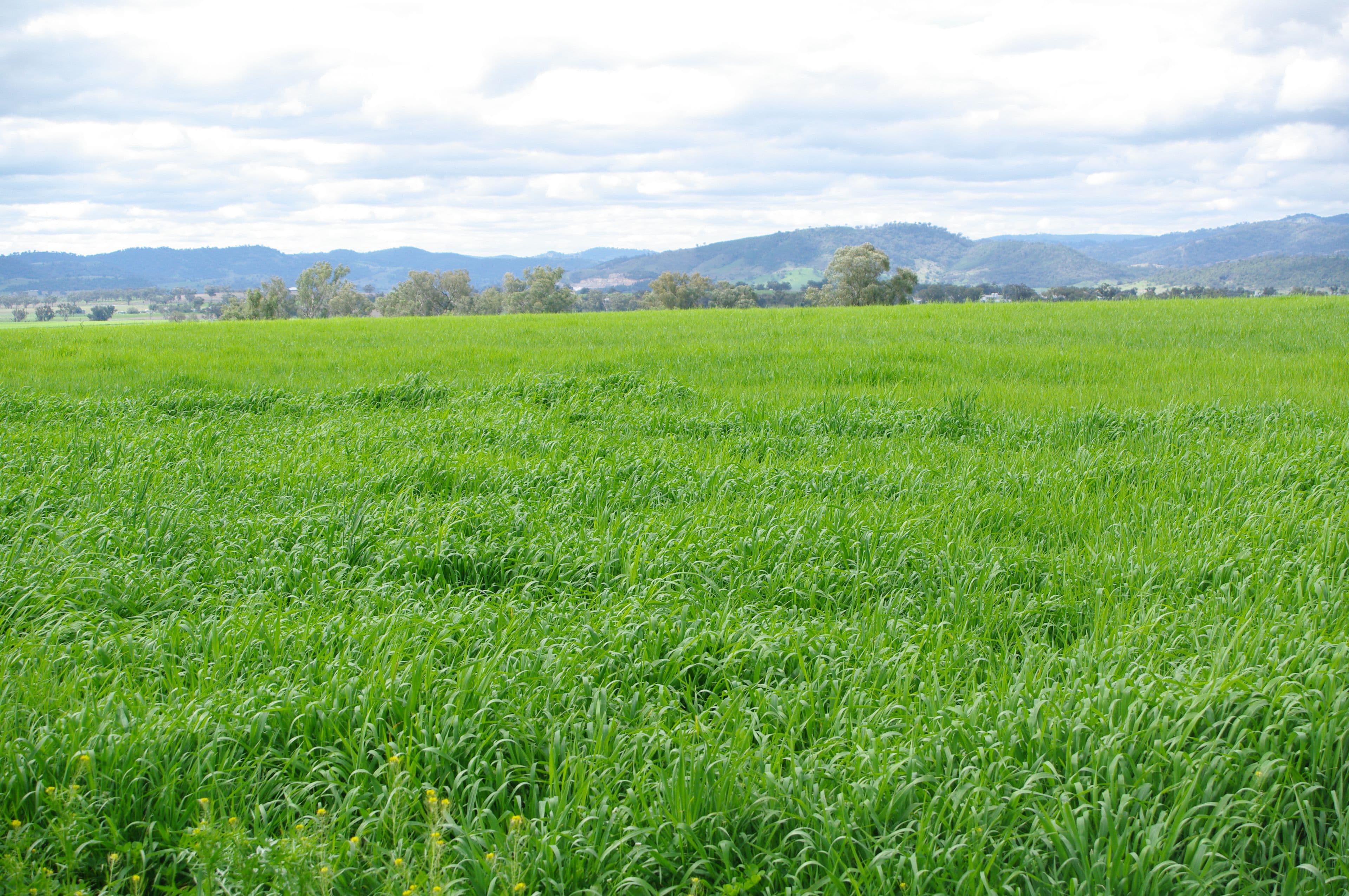 247 Gidley Appleby Road, TAMWORTH NSW 2340, Tamworth - Thumbnail 3
