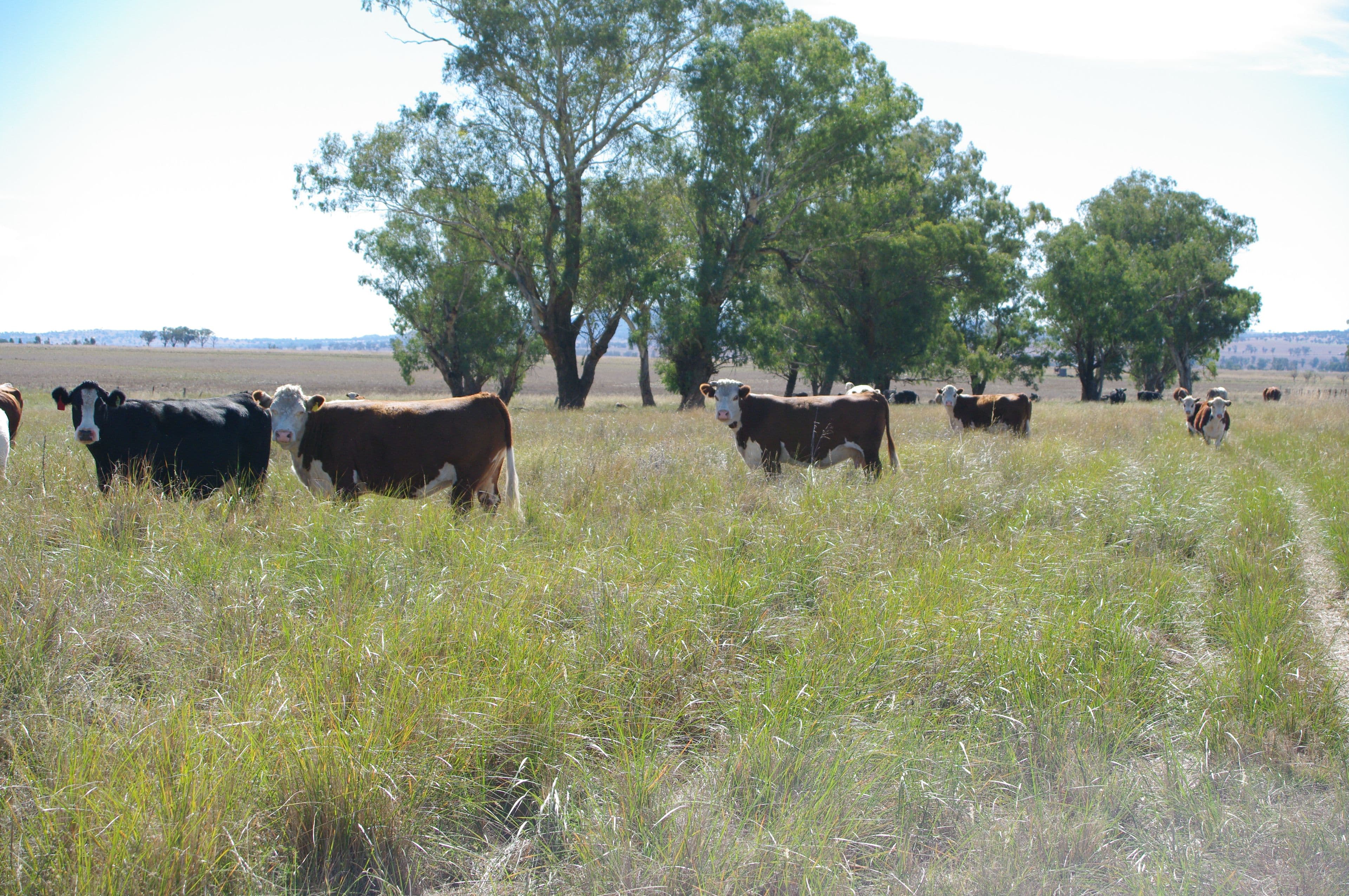 247 Gidley Appleby Road, TAMWORTH NSW 2340, Tamworth - Thumbnail 8