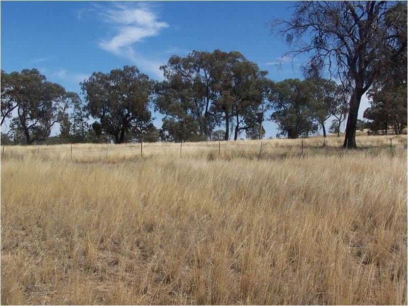  (Drambles) 35 Porters Lane, SPRINGDALE NSW 2666, Springdale - Thumbnail 7