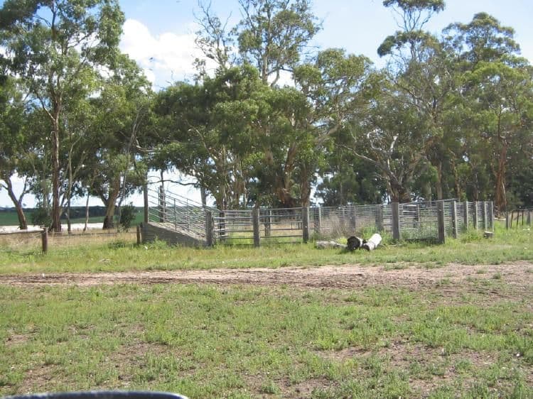 3 Kingston Road, MUNDULLA SA 5270, Mundulla - Thumbnail 3