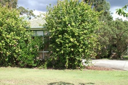 49  Leviathan Drive, MUDGEERABA QLD 4213, Mudgeeraba - Thumbnail 7