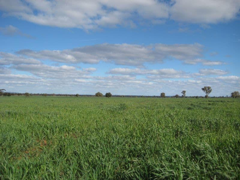 CONDOBOLIN NSW 2877, Condobolin - Thumbnail 8