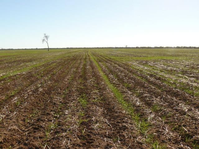 67 Baradine-Collarenebri Road, COLLARENEBRI NSW 2833, Collarenebri - Thumbnail 2