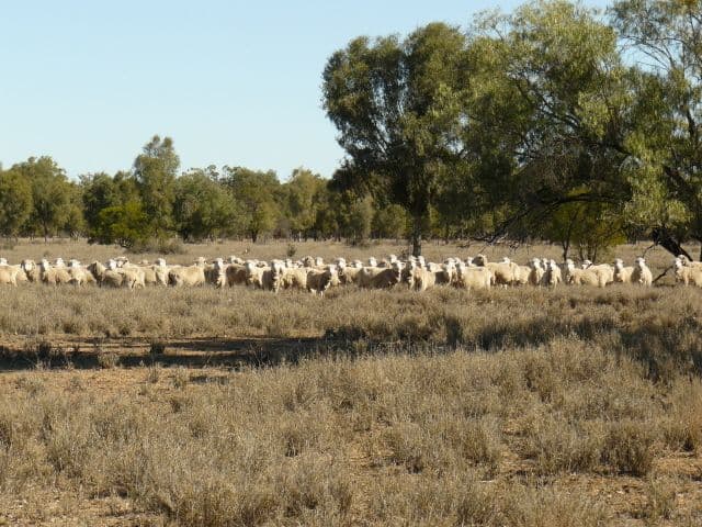 67 Baradine-Collarenebri Road, COLLARENEBRI NSW 2833, Collarenebri - Thumbnail 6