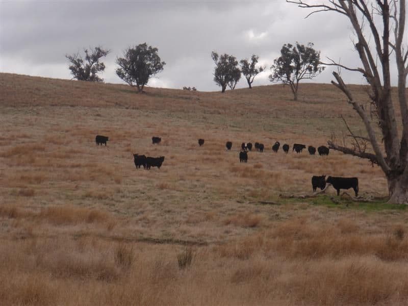 The Heights, Sturt Highway, WAGGA WAGGA NSW 2650, Wagga Wagga - Thumbnail 2