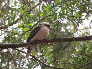 Lot 922 Mt Samson Road, SAMSONVALE QLD 4520, Samsonvale - Thumbnail 7