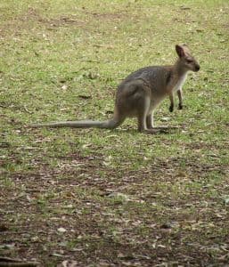 Lot 922 Mt Samson Road, SAMSONVALE QLD 4520, Samsonvale - Thumbnail 8