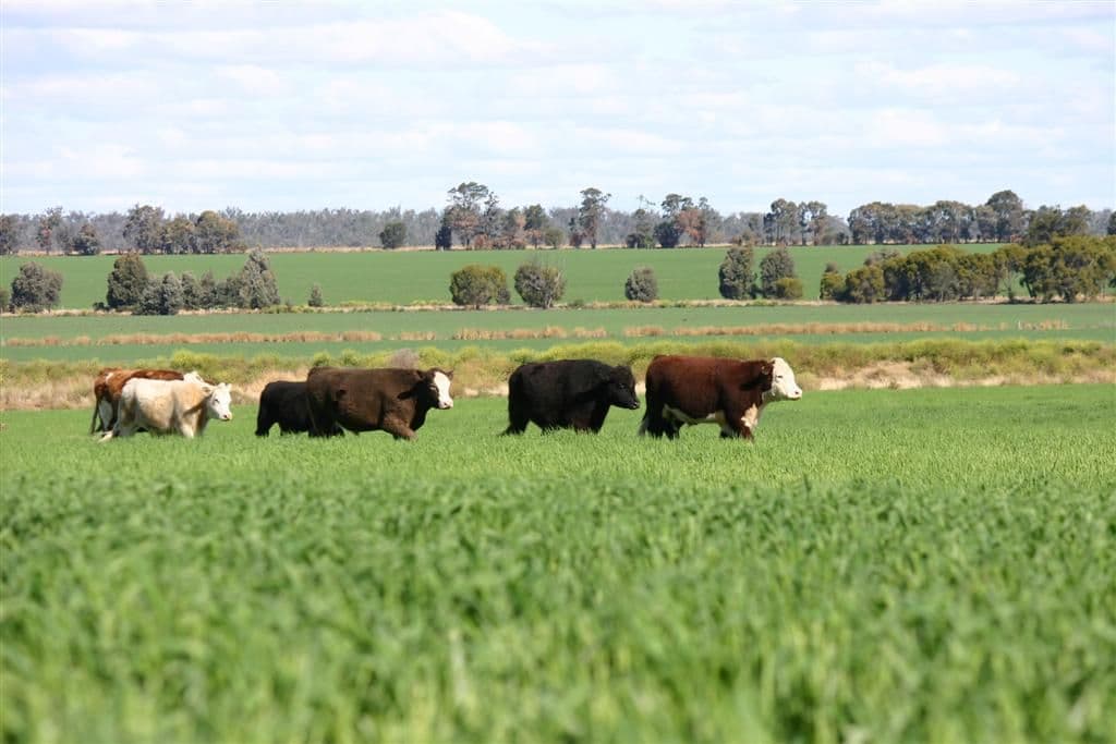 DALBY QLD 4405, Dalby - Image 1