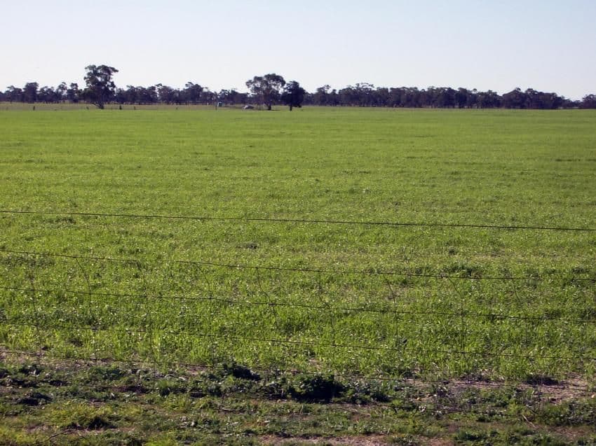 Lot 21 Hutchison Road, BORDERTOWN SA 5268, Bordertown - Thumbnail 4