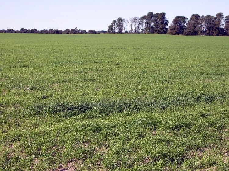 Lot 21 Hutchison Road, BORDERTOWN SA 5268, Bordertown - Thumbnail 3