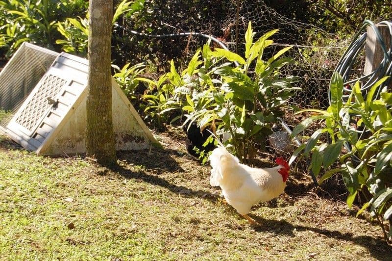 451 Gold Creek Road, EUMUNDI QLD 4562, Eumundi - Thumbnail 6