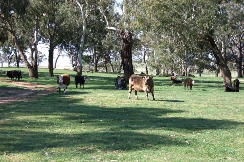 287 Wombiana Lane, BLAYNEY NSW 2799, Blayney - Thumbnail 4