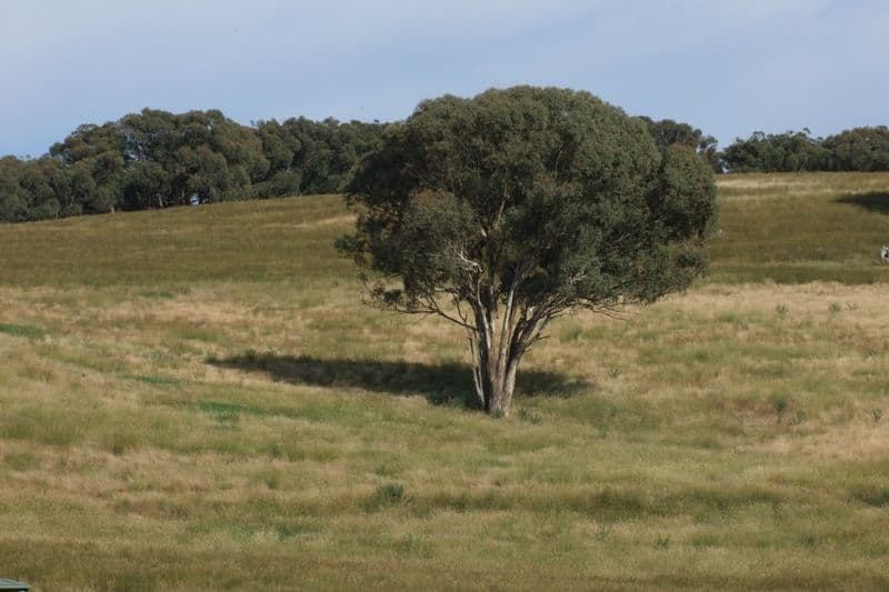 289 Woodville Road, ORANGE NSW 2800, Orange - Thumbnail 4