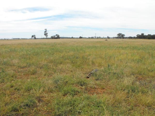 Sunrise 235 Ravenswood Road, TRUNDLE NSW 2875, Trundle - Thumbnail 2